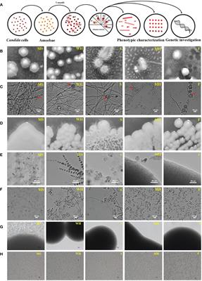 Adaptation to an amoeba host drives selection of virulence-associated traits and genetic variation in saprotrophic Candida albicans